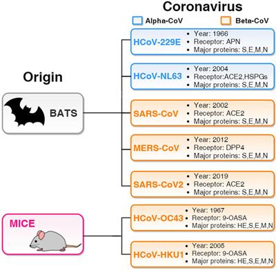 A Bioinformatics Approach to Investigate Structural and Non-Structural Proteins in Human Coronaviruses